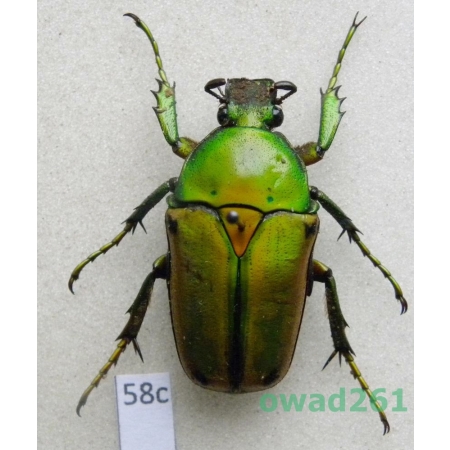 Coelorrhina aurata Westwood, 1841 female Cameroon58c